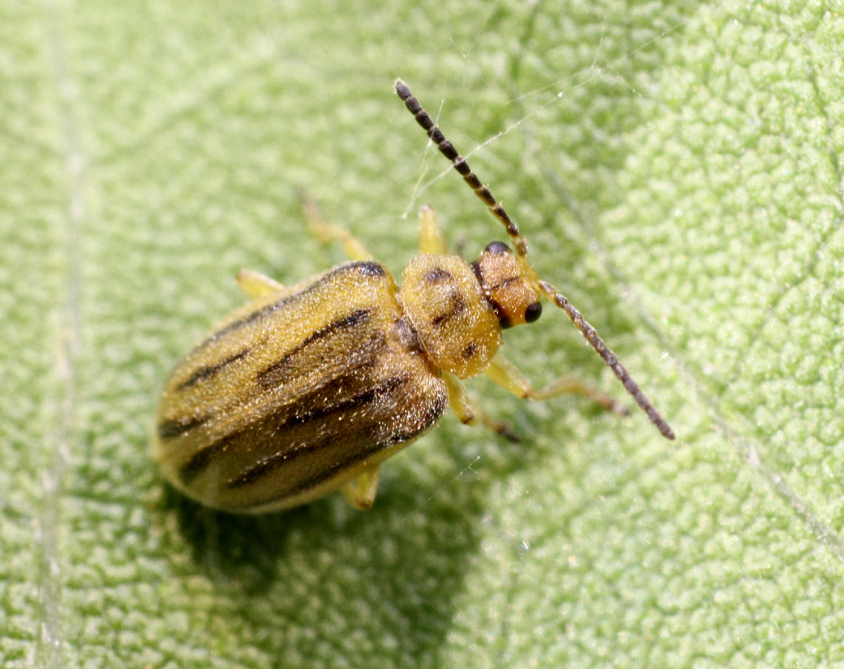 Ophraella communa (Chrysomelidae)